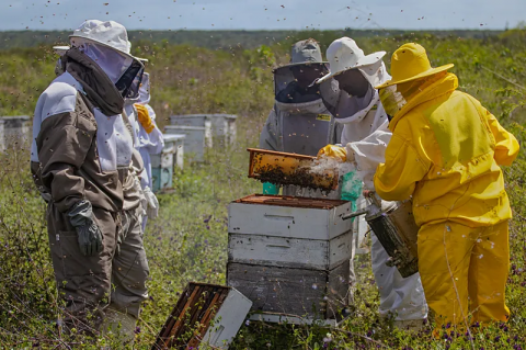 Bahia tem projeção internacional com pesquisa sobre abelhas sem ferrão