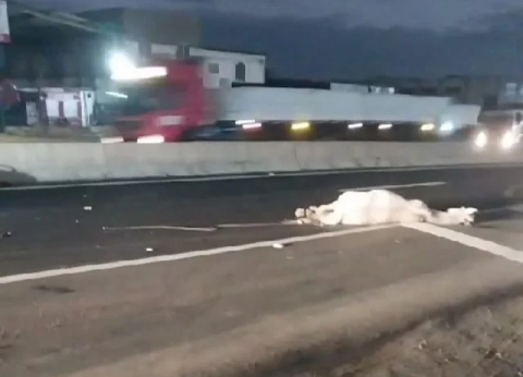 Acidente no Anel de Contorno mata motociclista e cavalo