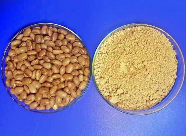 'Bean Protein': revolução do feijão carioca como novo suplemento proteico