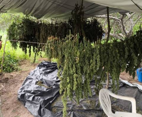 Polícia Militar erradica dez mil pés de maconha em Monte Santo