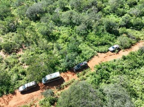 Operação erradica quase 300 mil pés de maconha no norte da Bahia; 5 pessoas foram presas
