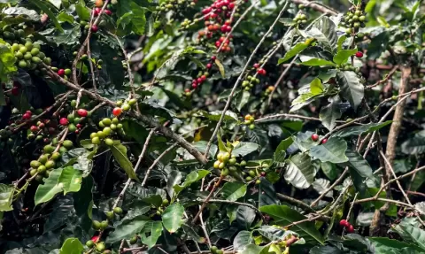 Safra de café deve crescer 2,7% e chegar a 56 milhões de sacas em 2025