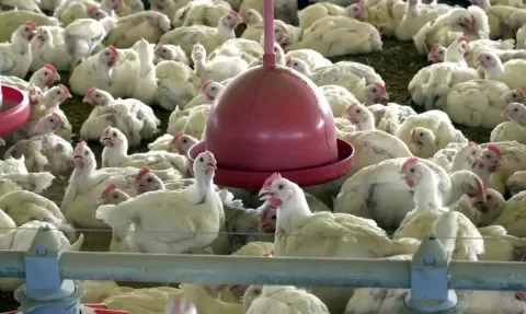 Ministério da Agricultura e Pecuária confirma primeiro foco de gripe aviária em granja comercial no Brasil
