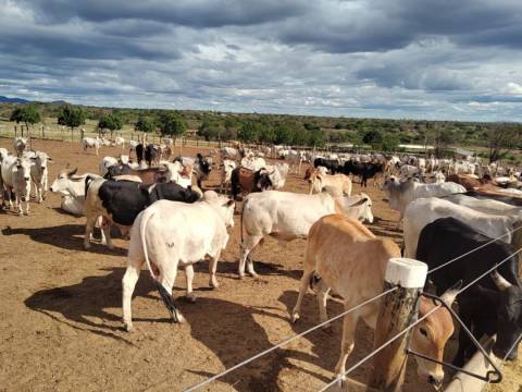 Zona livre de febre aftosa, Bahia receberá certificado internacional e quer ampliar mercado de carne