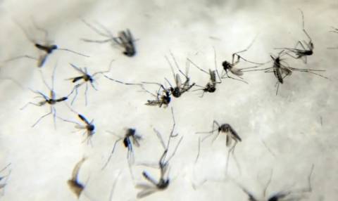 Confirmada primeira morte por dengue em Feira de Santana em 2025