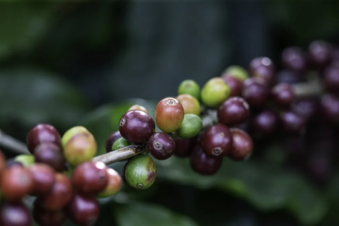 Exportações de café na Bahia têm alta de 480% em abril, aponta relatório da Faeb