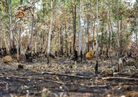 Amazônia registra alta de 92% no desmatamento em maio; queimadas são principais responsáveis