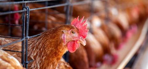 Ceará registra primeiro foco de gripe aviária em aves domésticas