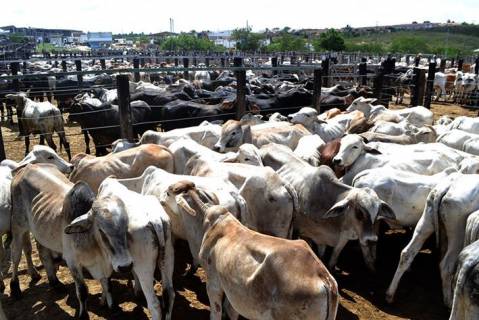 Arroba do boi gordo retoma patamar de preços em Feira de Santana