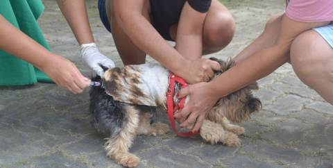 Campanha contra raiva animal segue com ação concentrada no próximo sábado