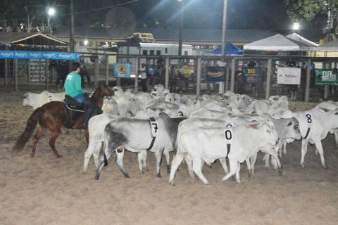 Etapa estadual do Team Penning acontece no Parque de Exposição; premiação será de R$ 100 mil