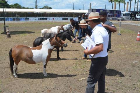 Expofeira 2025: Produtor rural se especializa em mini animais e revela novo filão para o agronegócio