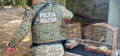 Polícia apreende 27 aves silvestres em feira livre de Santo Amaro