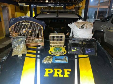 PRF apreende drogas, munições, eletrônicos e resgata aves silvestres em Feira de Santana