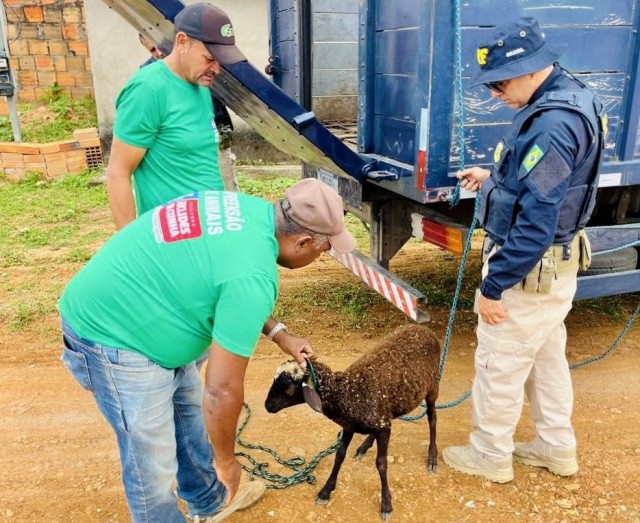 Prefeitura de Euclides da Cunha começa a recolher animais soltos nas ruas e a multar responsáveis
