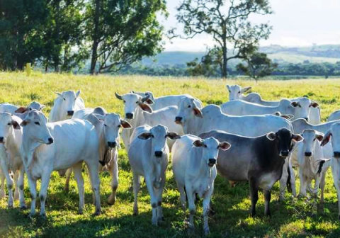 Bahia chega a 13,7 milhões de cabeças de gado e bate recorde histórico
