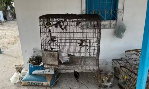 MPBA denuncia líder e 23 integrantes da maior rede de tráfico de aves silvestres do país