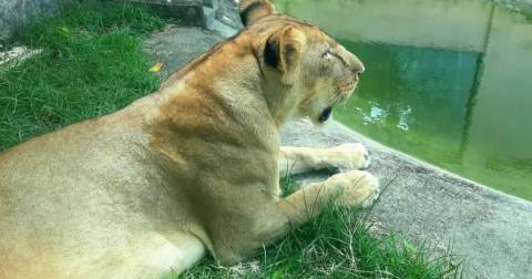 Leoa que matou jovem de 19 anos após ter seu recinto invadido não será sacrificada, garante zoológico