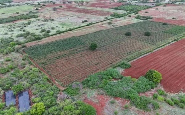 Plantação de maconha de cerca de 30 mil metros quadrados é encontrada pela polícia na Bahia