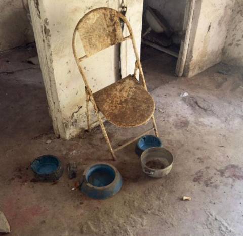 Polícia Civil prende mulher por maus-tratos a animal em Feira de Santana