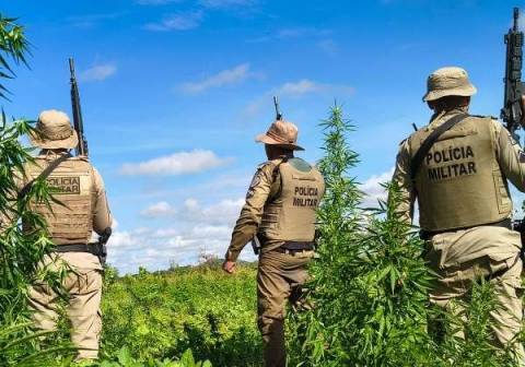 Polícia Militar erradica 22 mil pés de maconha na Bahia