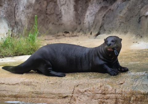 Animal aquático reaparece após 40 anos de extinção local