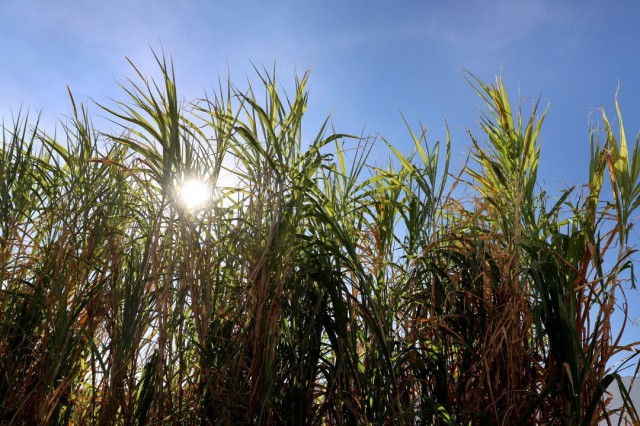 Verão aumenta produtividade agropecuária na Bahia com monitoramento e tecnologia