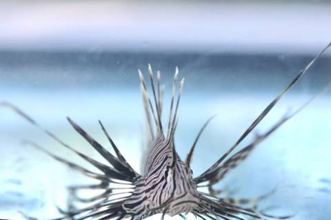 Governo convoca população para registrar avistamentos de peixe-leão em águas baianas