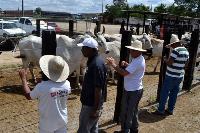 Mercado reage às chuvas e arroba do boi sobe para R$ 320 na Bahia