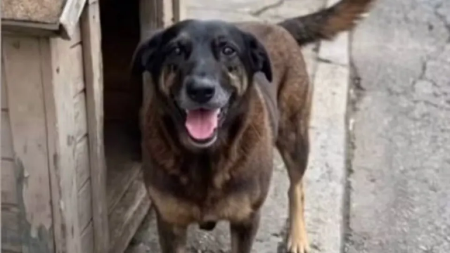 Polícia Civil de SC aponta adolescente como assassino do cão Orelha