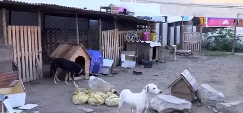 Feira de Santana tem quase três mil animais em situação de abandono