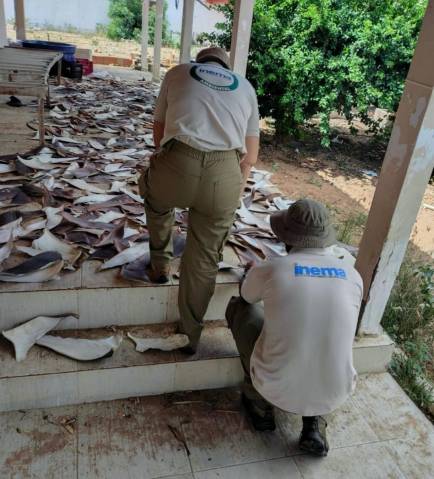 PF, INEMA e IBAMA apreendem mais de 1,5 tonelada de barbatanas de tubarão na Bahia