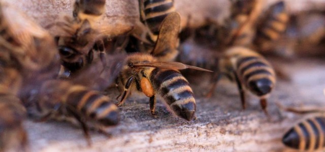 Ataque de abelhas mata quatro cães e deixa duas pessoas feridas no sul da Bahia