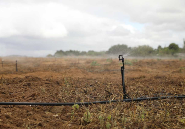 Temporal provoca morte de animais por eletrocução no interior da Bahia