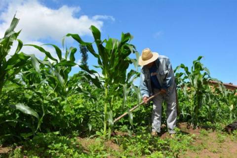 Garantia Safra dobra beneficiários e atende 1.300 agricultores em Feira