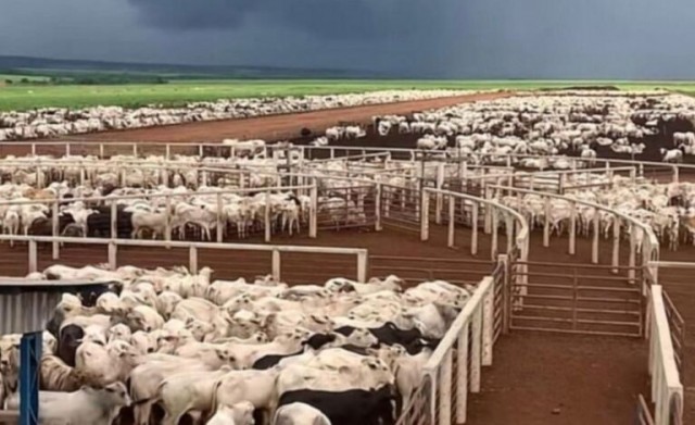 Arroba do boi sobe quase 13% em 2026 e se mantém em R$ 350 na região de Feira