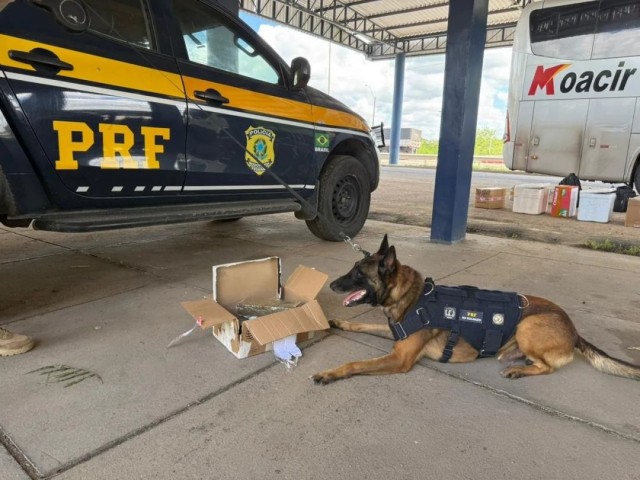 PRF apreende drogas, eletrônicos e cosméticos em ônibus interestadual na BR-116, em Feira de Santana