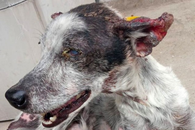 Centro de Endemias intensifica combate a infecção em cães que pode infectar humanos