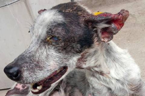 Centro de Endemias intensifica combate a infecção em cães que pode infectar humanos