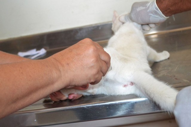 Dia Municipal da Castração Animal é instituído em Feira de Santana
